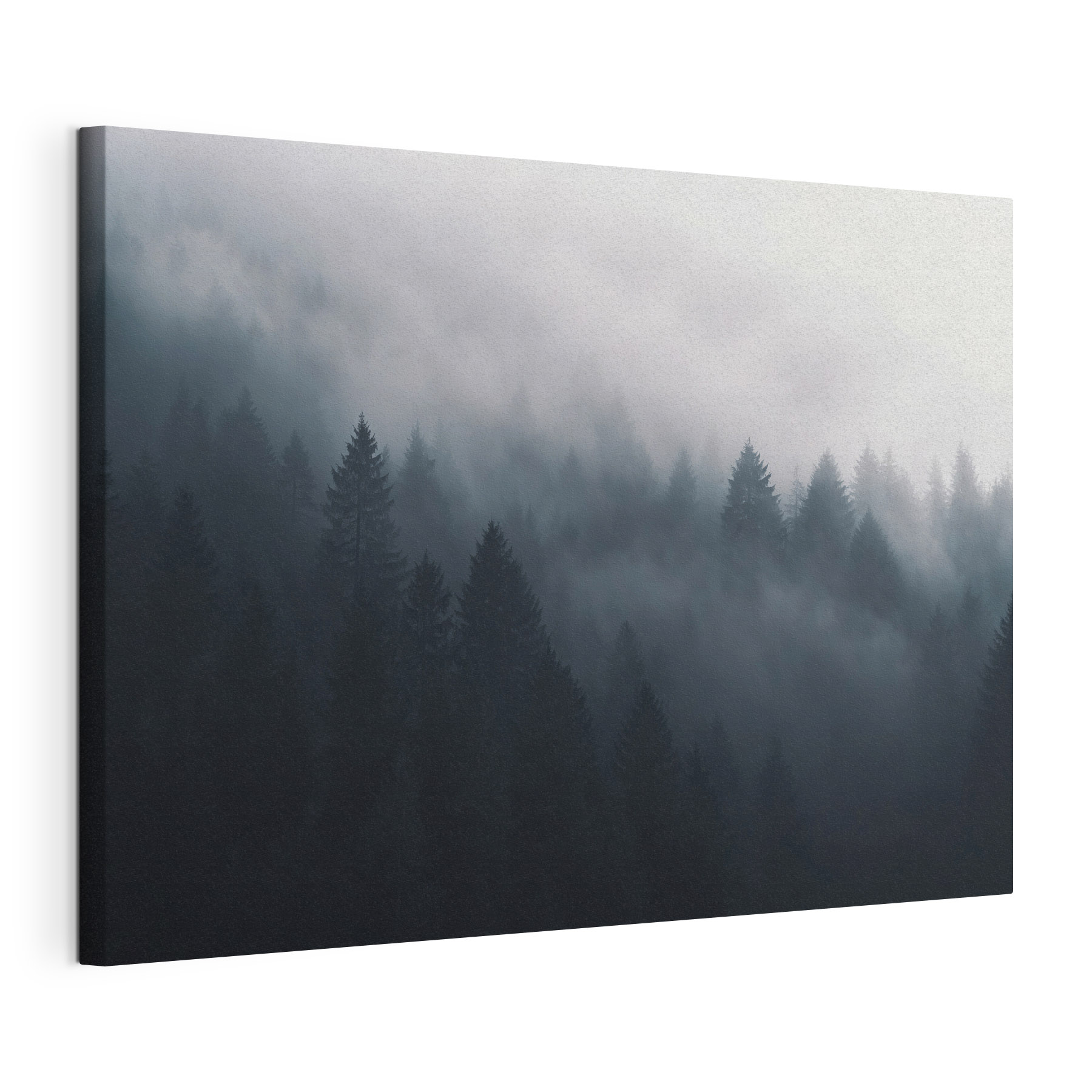 Foggy forest with trees Foggy forest with trees