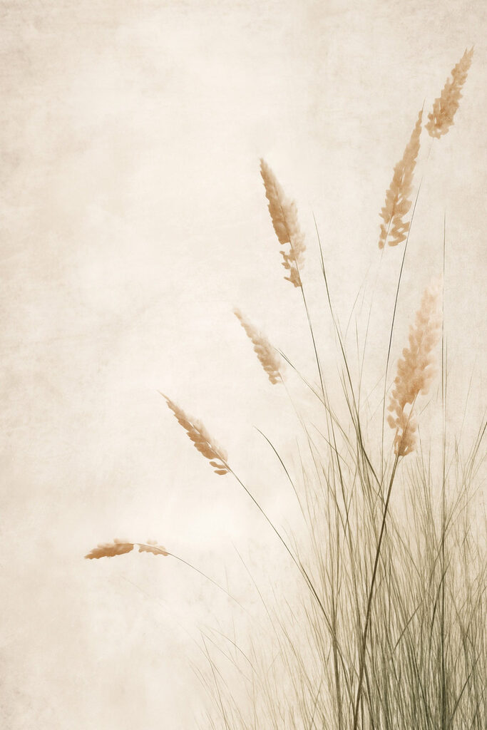 Delicate grass swaying in the breeze Delicate grass swaying in the breeze