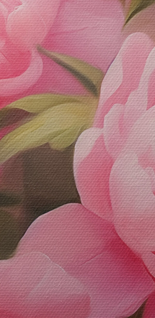 Blooming pink peonies in soft light Blooming pink peonies in soft light