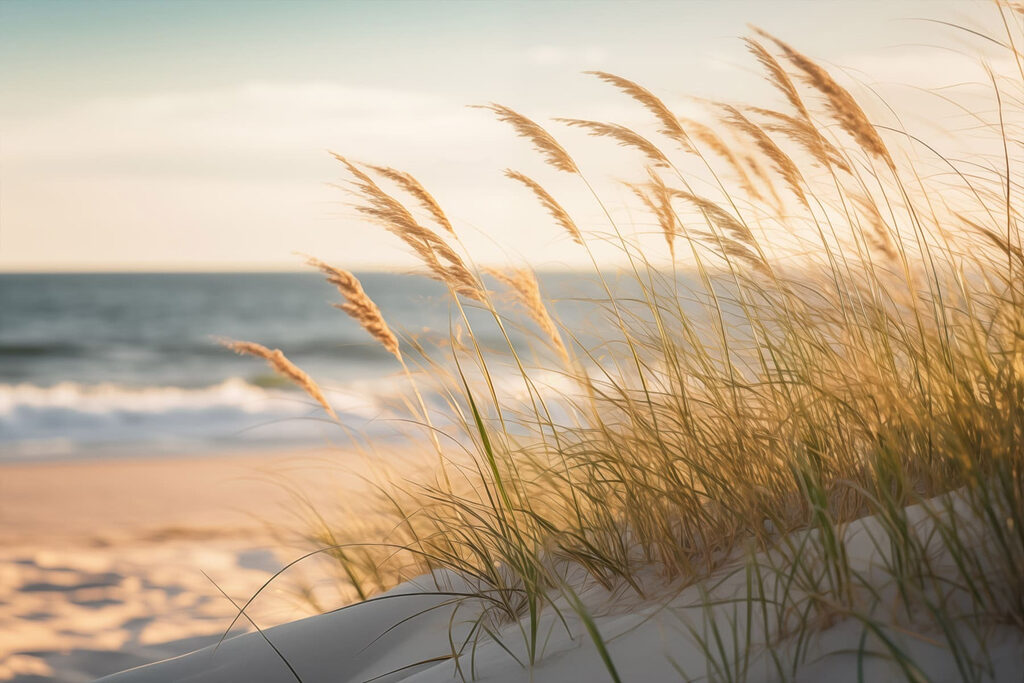 Calm waves meet swaying grass