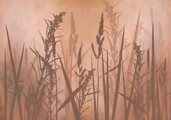 Tall grass in a foggy field Tall grass in a foggy field